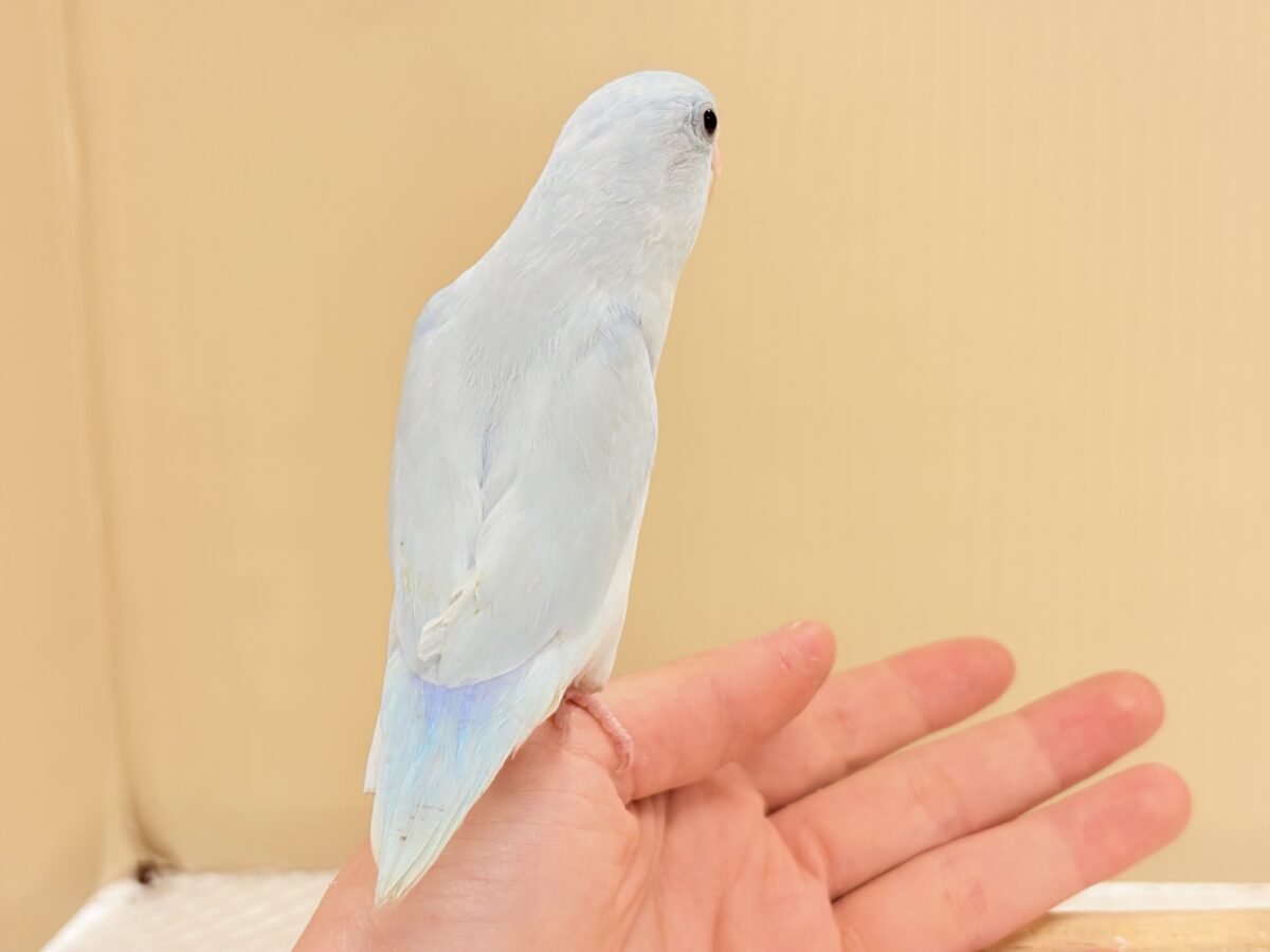 透明感たっぷりの小さな子🐥🫧マメルリハ(アメリカンホワイト) 男の子 マメルリハ