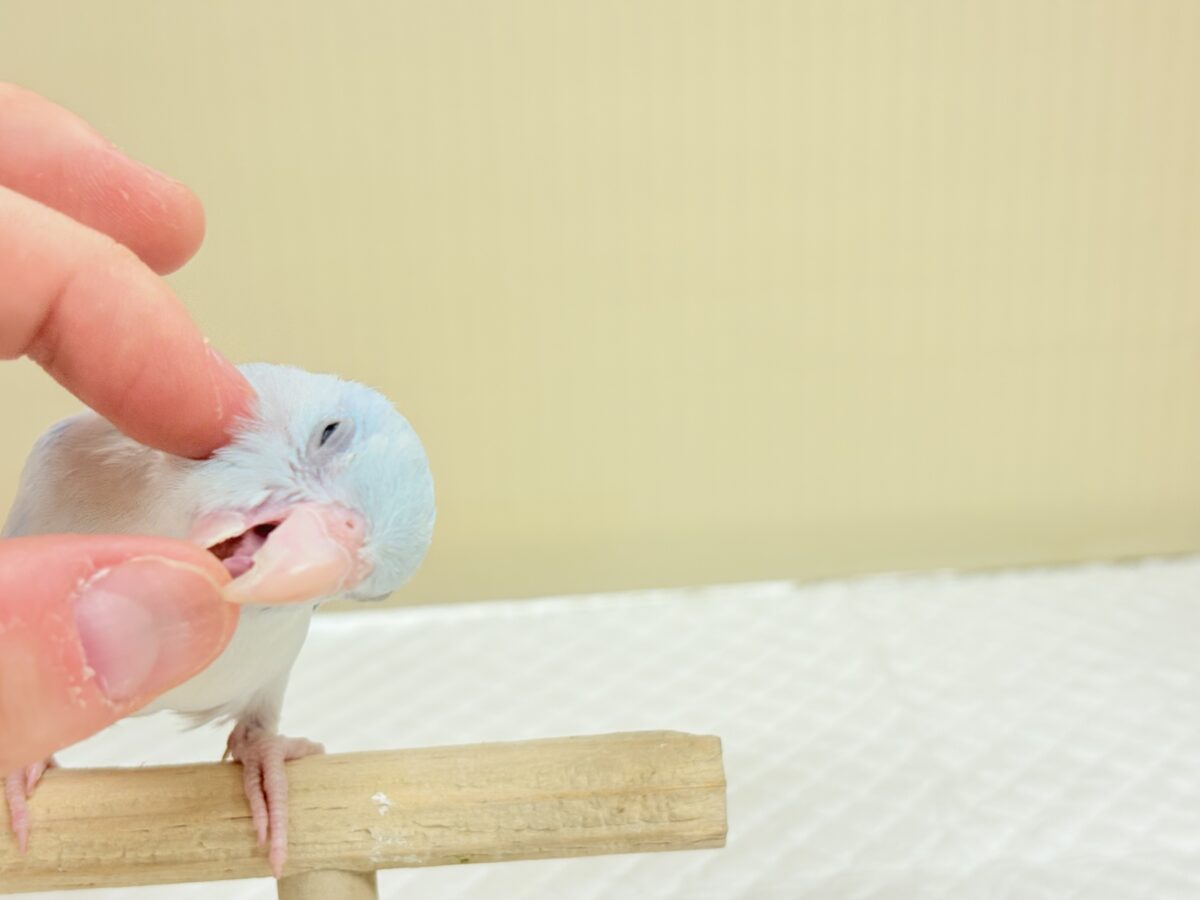 透明感たっぷりの小さな子🐥🫧マメルリハ(アメリカンホワイト) 男の子 マメルリハ