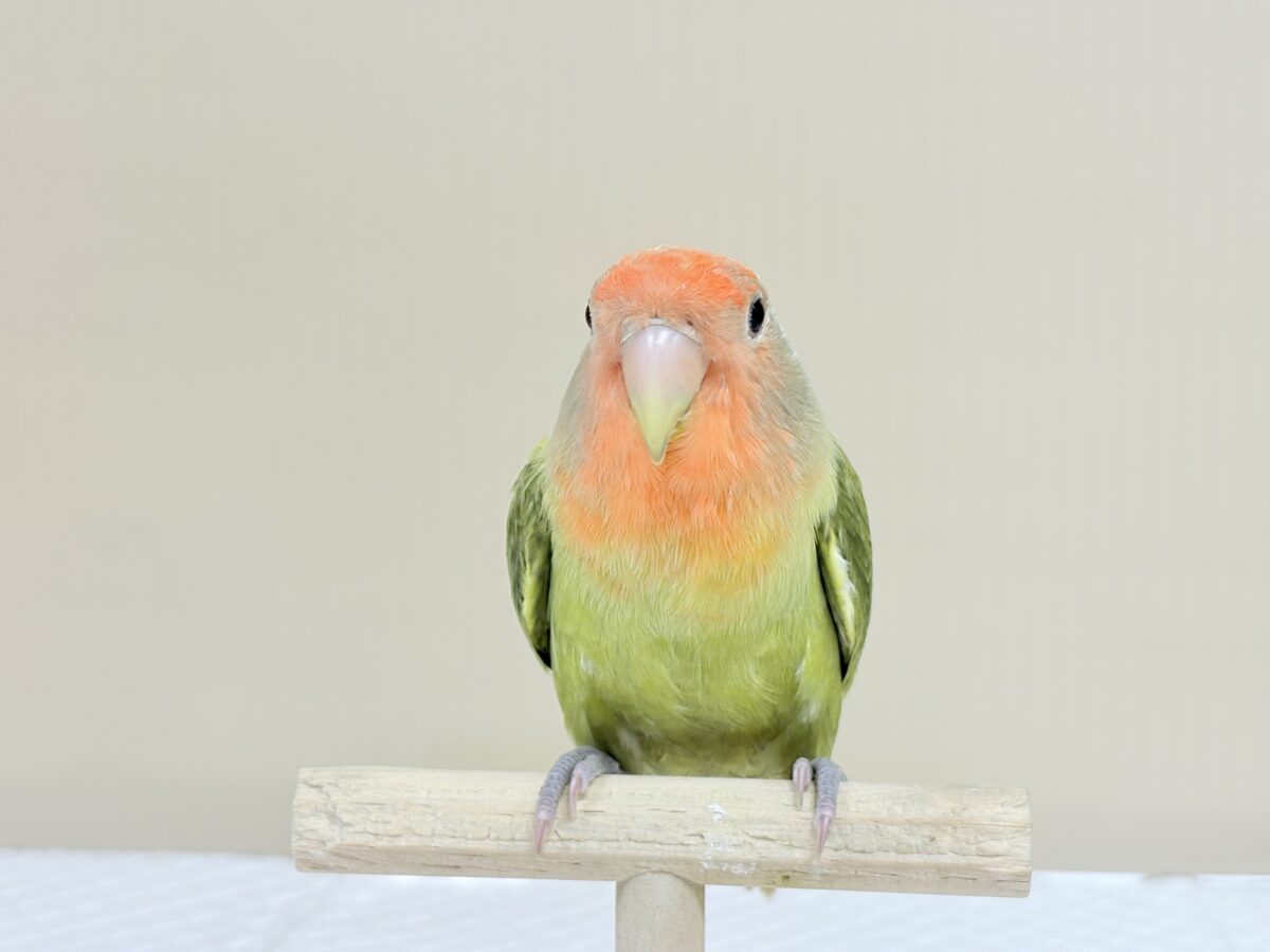 甘え方の可愛い子っ♡コザクラインコ(オリーブ) コザクラインコ(小桜インコ)