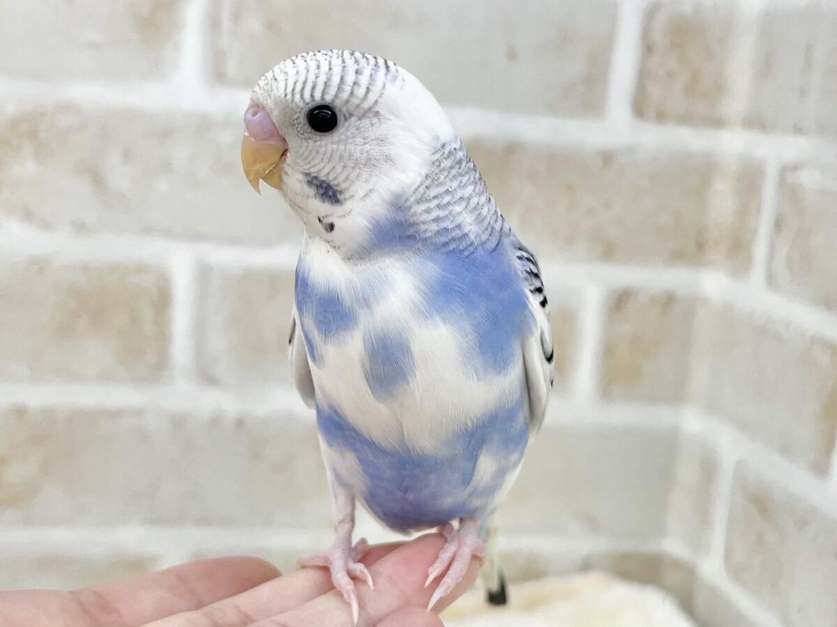 【🆙最新画像あり‼️】青空カラー🩵☁️✨ セキセイインコ(ブルーパイド) セキセイインコ