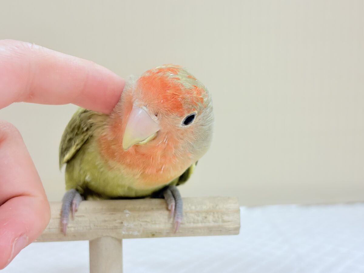 甘え方の可愛い子っ♡コザクラインコ(オリーブ) コザクラインコ(小桜インコ)