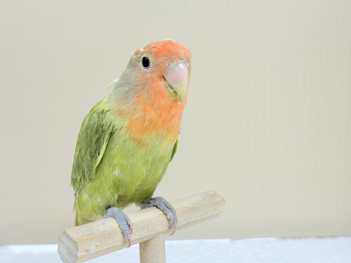 甘え方の可愛い子っ♡コザクラインコ(オリーブ) コザクラインコ(小桜インコ)