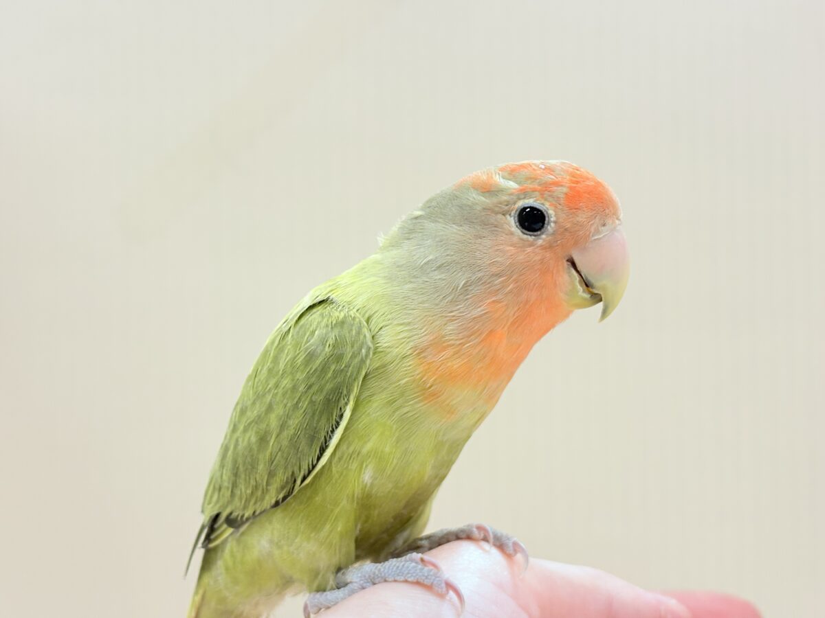 甘え方の可愛い子っ♡コザクラインコ(オリーブ) コザクラインコ(小桜インコ)