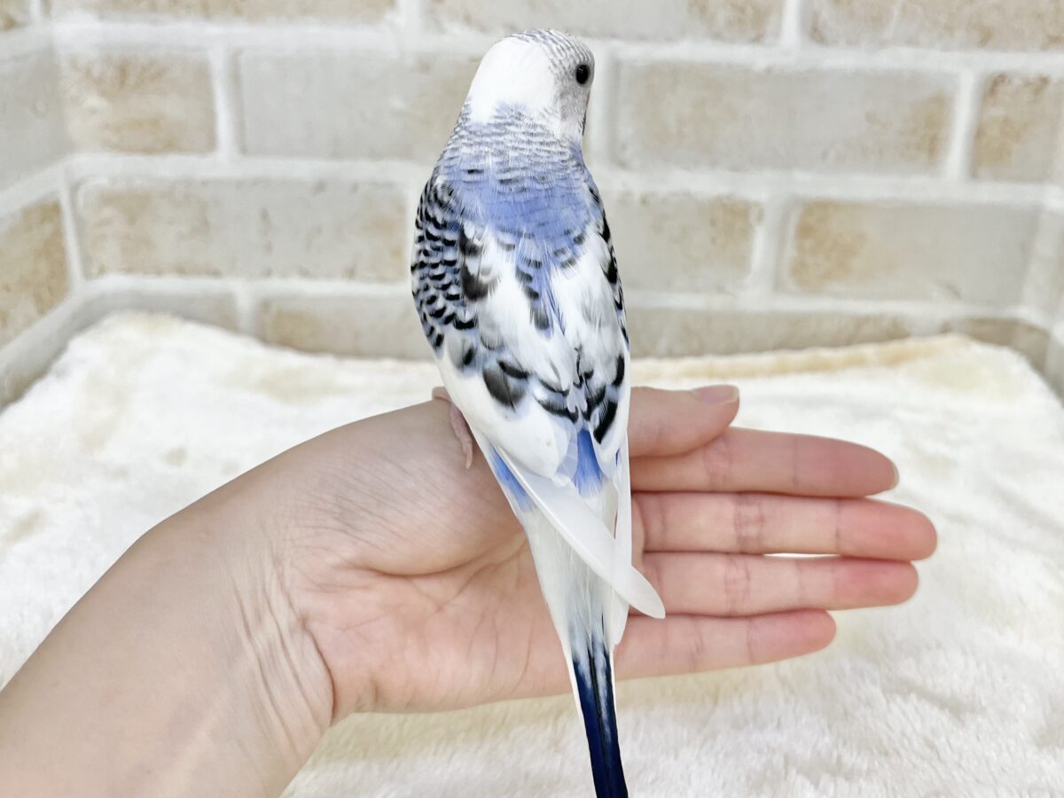 【🆙最新画像あり‼️】青空カラー🩵☁️✨ セキセイインコ(ブルーパイド) セキセイインコ