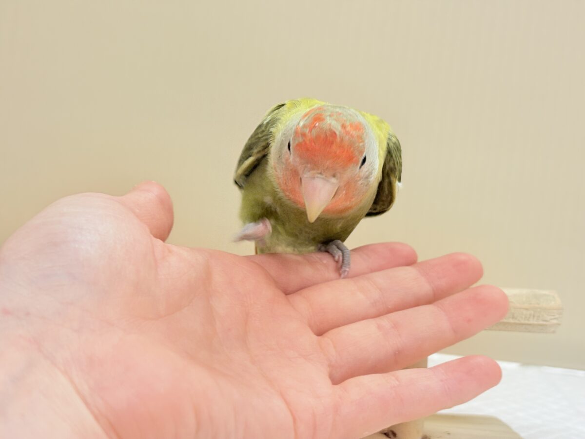 甘え方の可愛い子っ♡コザクラインコ(オリーブ) コザクラインコ(小桜インコ)