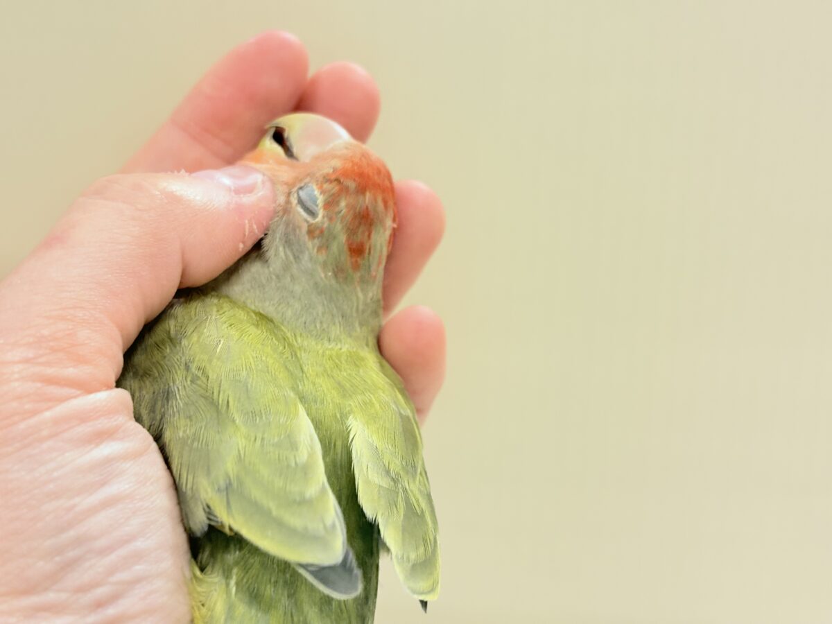 甘え方の可愛い子っ♡コザクラインコ(オリーブ) コザクラインコ(小桜インコ)