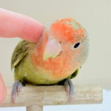 甘え方の可愛い子っ♡コザクラインコ(オリーブ)
