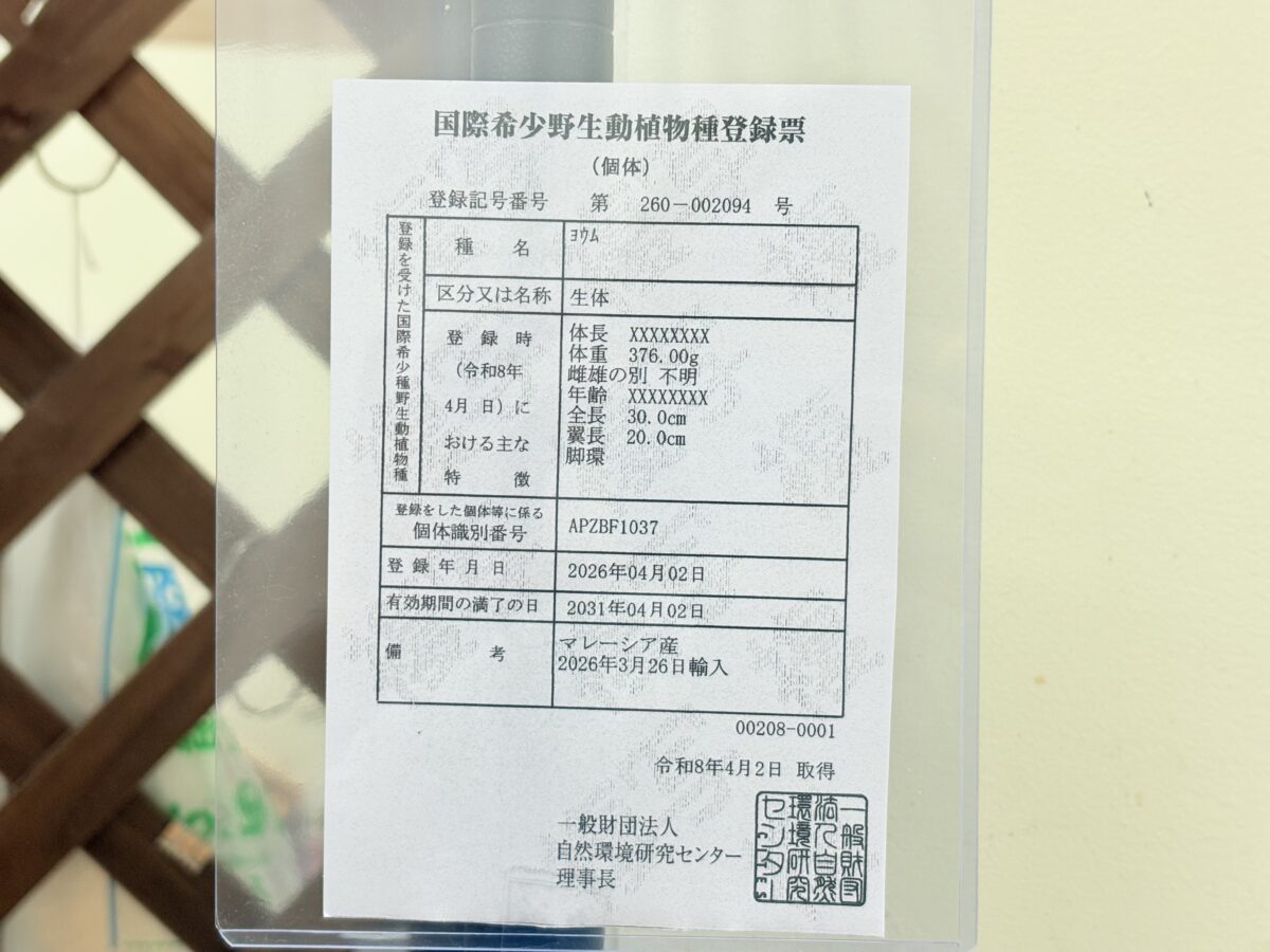 おしゃべり上手💖アピール上手💖ヨウム(女の子) ヨウム