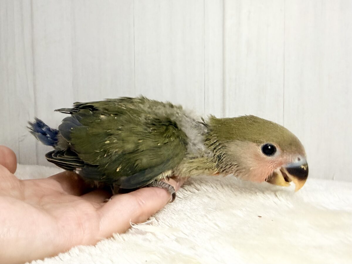画像更新☆深みのある🍵🌿シックでカッコいいコザクラインコさん💕(ノーマル(ダークグリーン))入荷しました❤️ コザクラインコ(小桜インコ)
