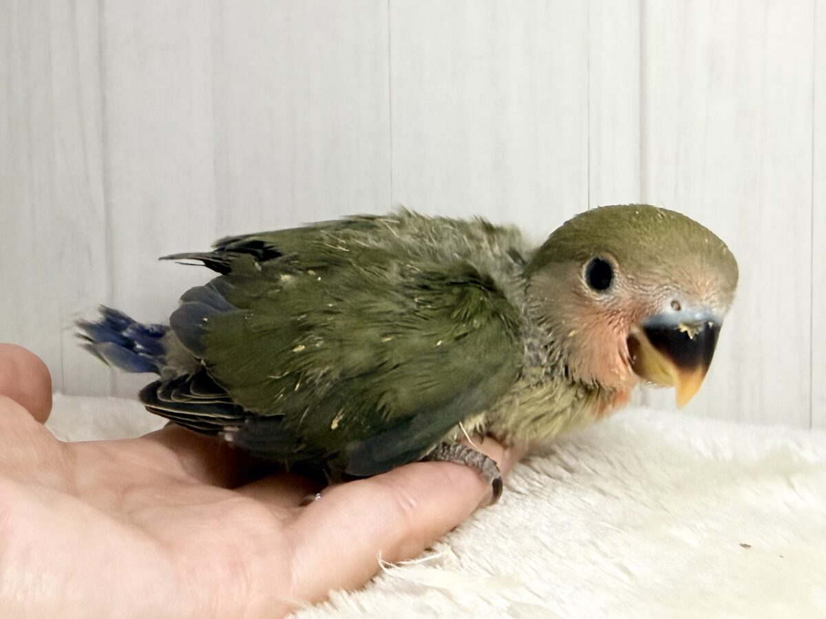 コザクラインコ（小桜インコ）