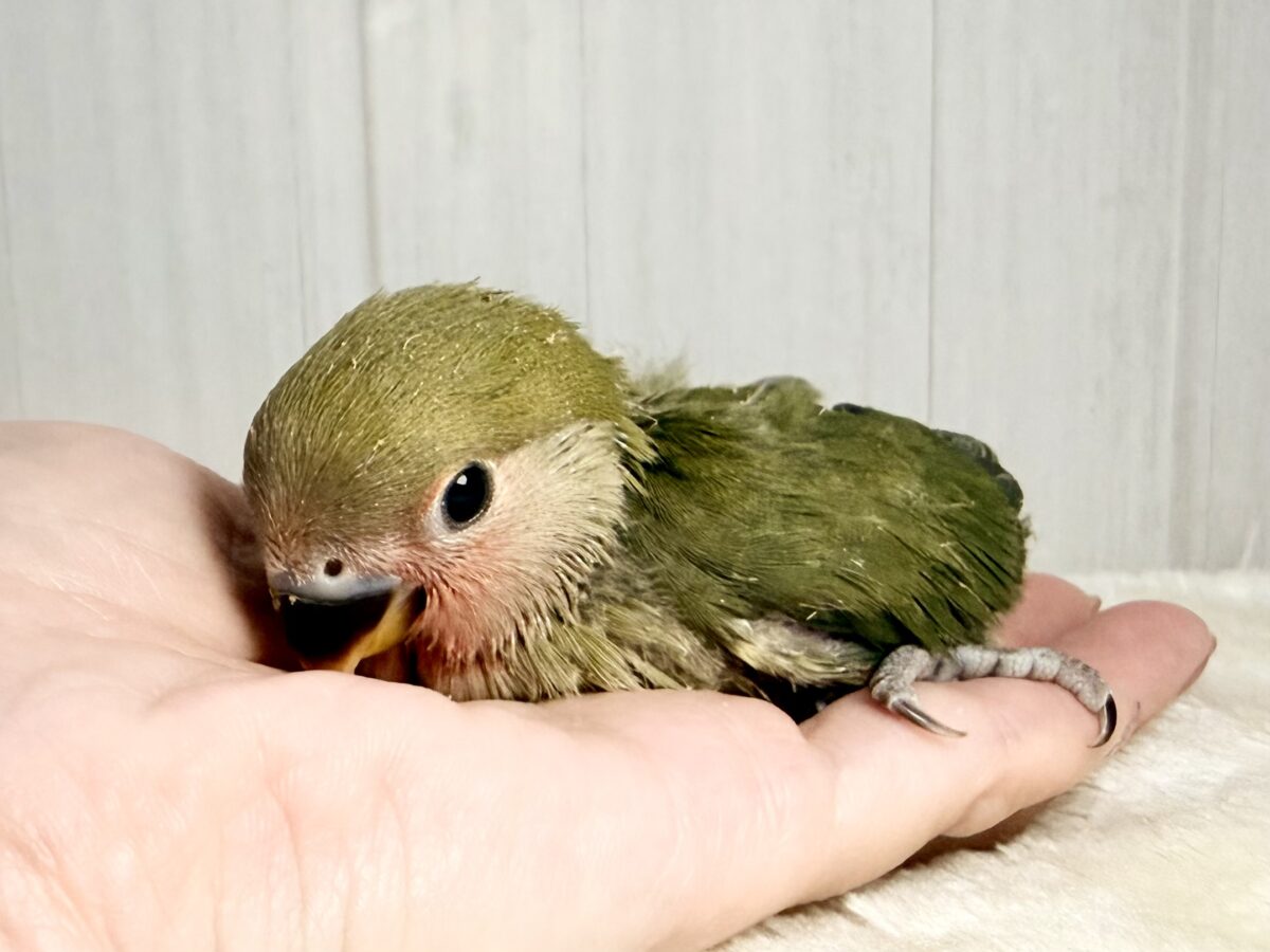 コザクラインコ（小桜インコ）