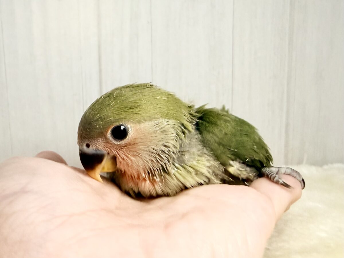 コザクラインコ（小桜インコ）
