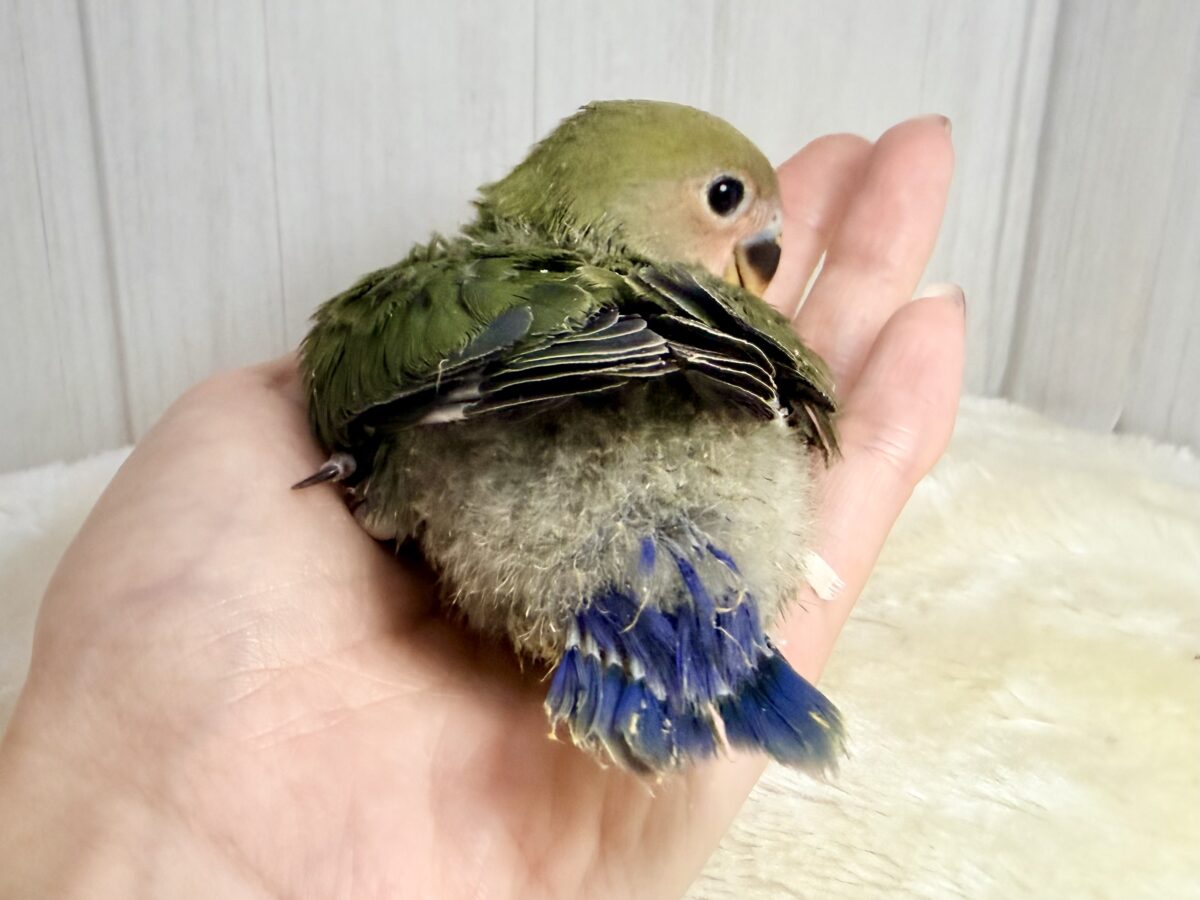 画像更新☆深みのある🍵🌿シックでカッコいいコザクラインコさん💕(ノーマル(ダークグリーン))入荷しました❤️ コザクラインコ(小桜インコ)