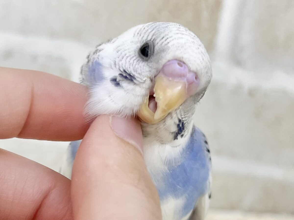【🆙最新画像あり‼️】青空カラー🩵☁️✨ セキセイインコ(ブルーパイド) セキセイインコ