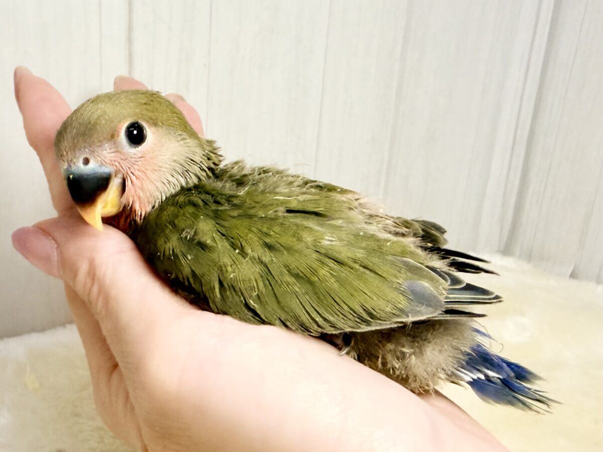 画像更新☆深みのある🍵🌿シックでカッコいいコザクラインコさん💕(ノーマル(ダークグリーン))入荷しました❤️ コザクラインコ(小桜インコ)