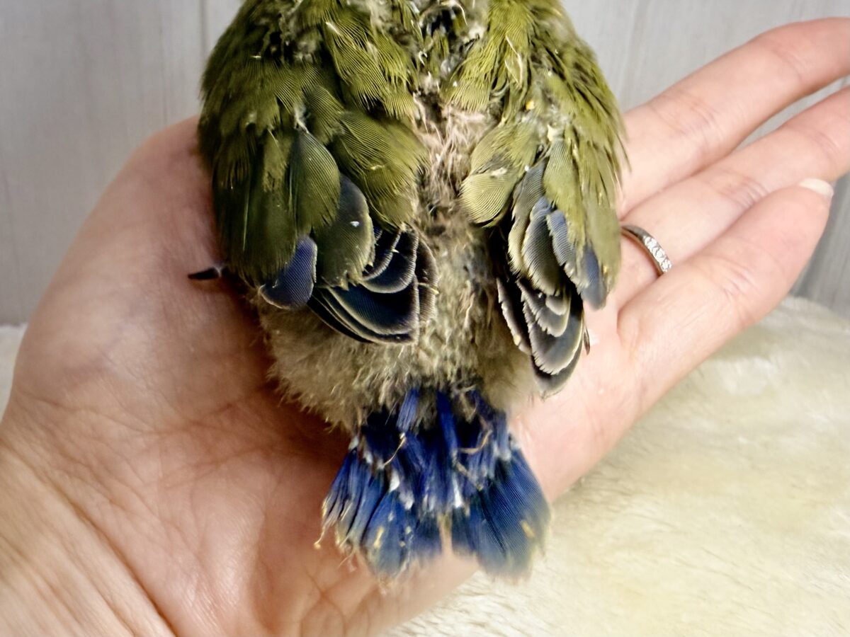 コザクラインコ（小桜インコ）