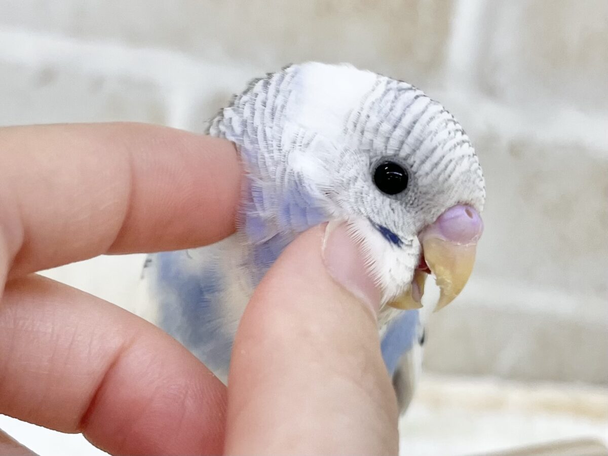 【🆙最新画像あり‼️】青空カラー🩵☁️✨ セキセイインコ(ブルーパイド) セキセイインコ