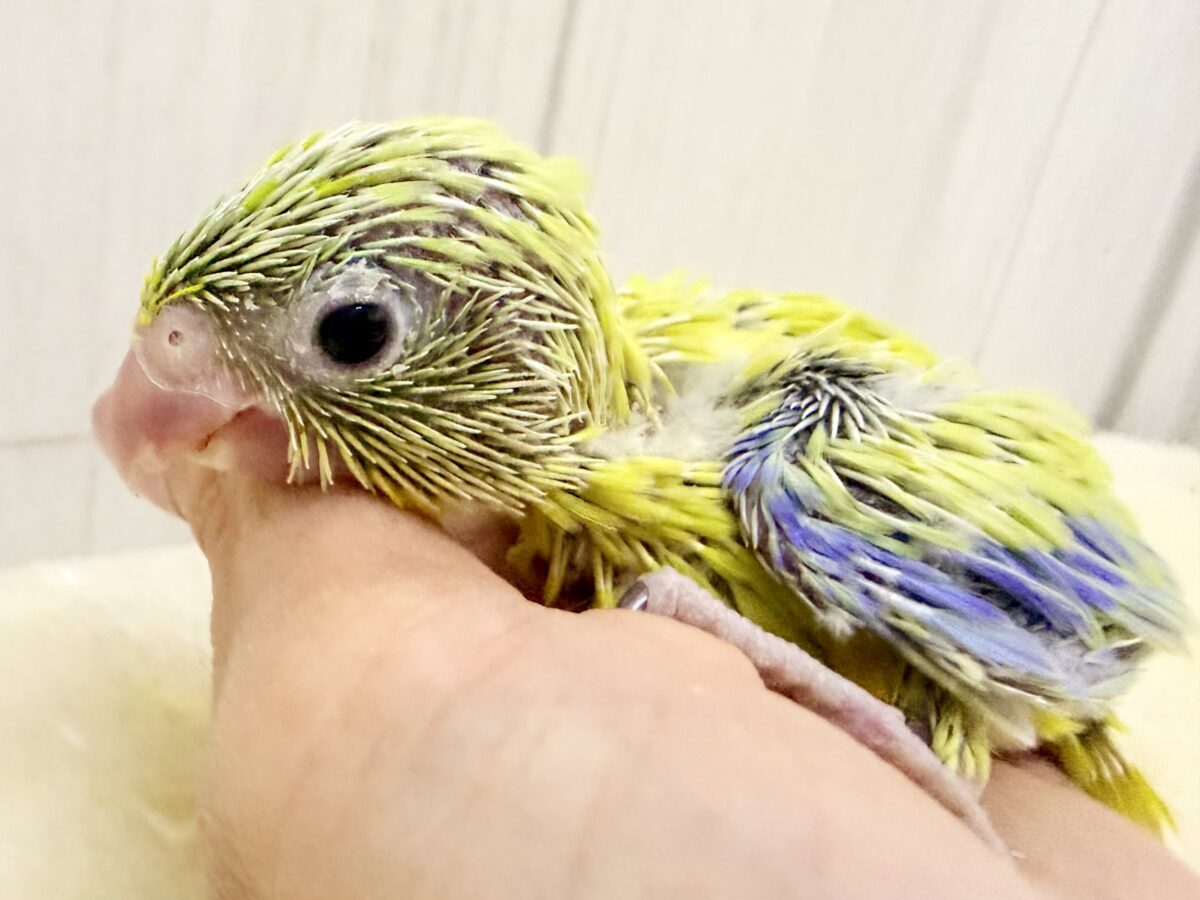 夏カラー🏖🫧鮮やかでキラキラ🌟マメルリハの男の子(アメリカンイエロー)のヒナ入荷しました❤️ マメルリハ