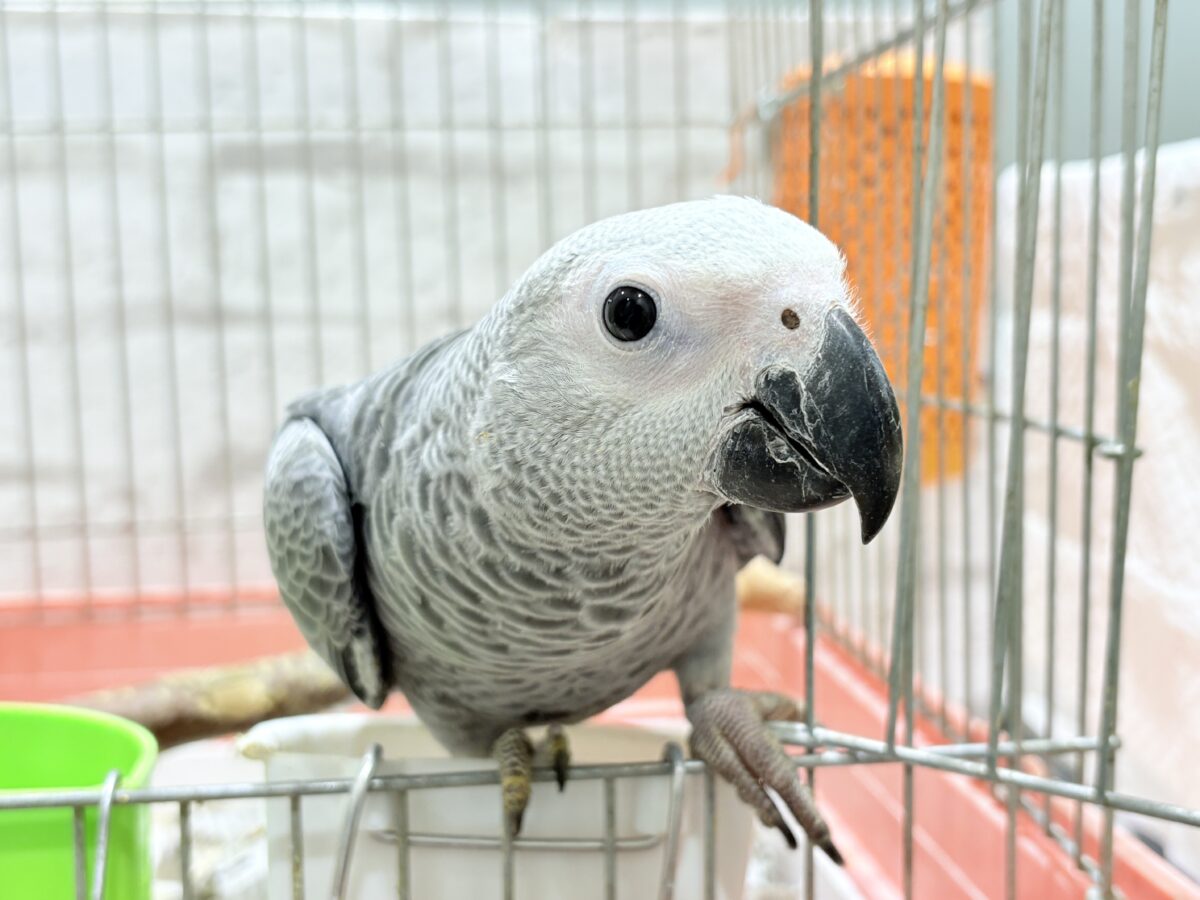 【動画更新🪄】甘々ちゃんにメロメロになる準備出来てますか?💝ヨウム(女の子) ヨウム