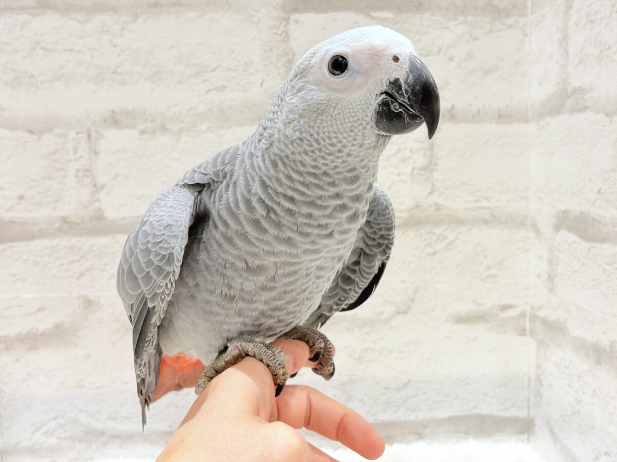 【動画更新🪄】甘々ちゃんにメロメロになる準備出来てますか?💝ヨウム(女の子) ヨウム
