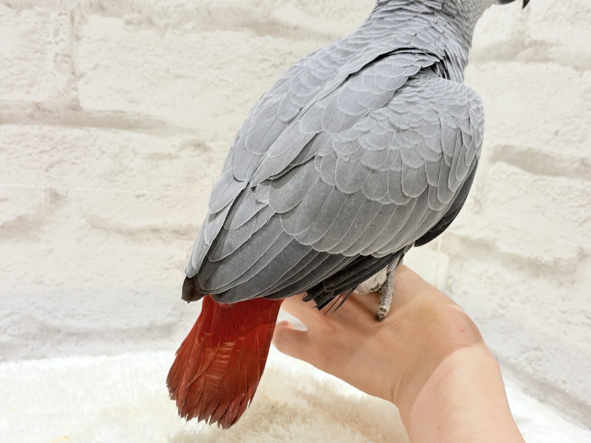 【動画更新🪄】甘々ちゃんにメロメロになる準備出来てますか?💝ヨウム(女の子) ヨウム