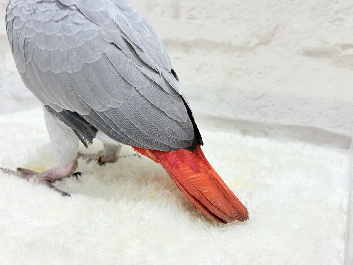 【動画更新🪄】甘々ちゃんにメロメロになる準備出来てますか?💝ヨウム(女の子) ヨウム