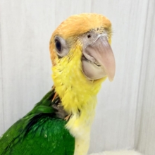 最新画像＆動画更新✨️可愛いシロハラインコさんお探しの方〜( ˙꒳​˙ )ﾉ ﾊーｨこちらですよ〜💓