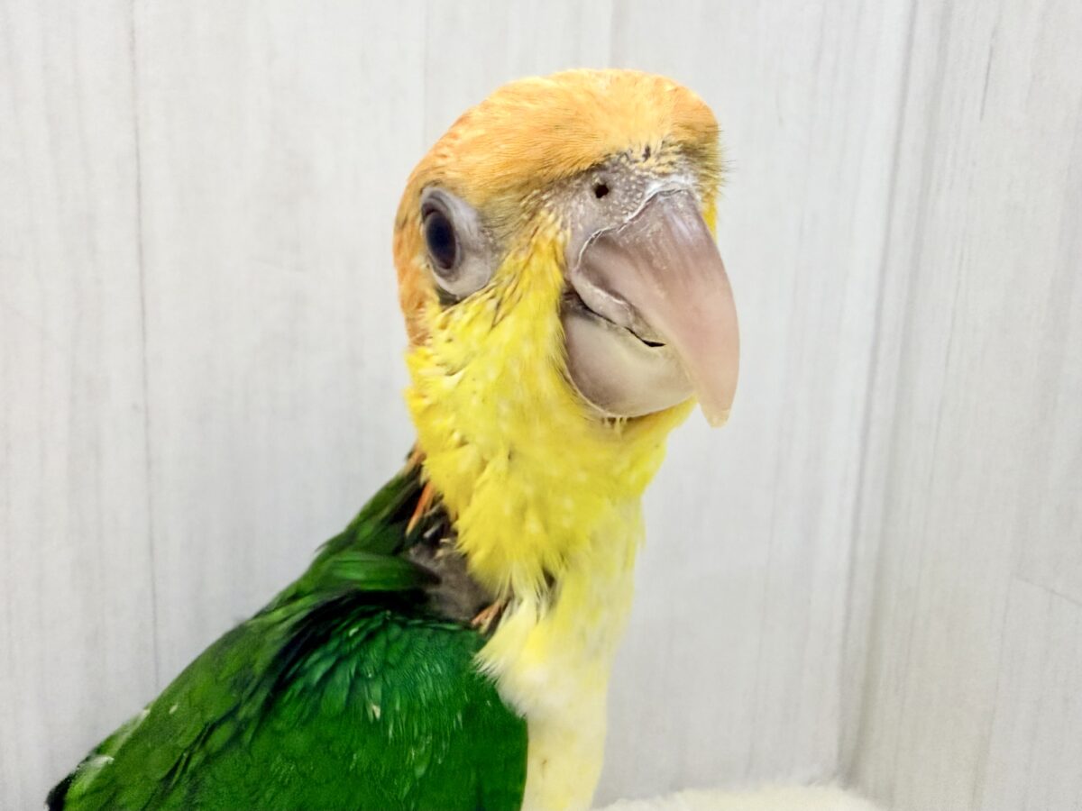 最新画像＆動画更新✨️可愛いシロハラインコさんお探しの方〜( ˙꒳​˙ )ﾉ ﾊーｨこちらですよ〜💓
