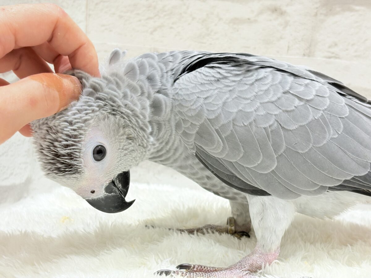 ヨウム
