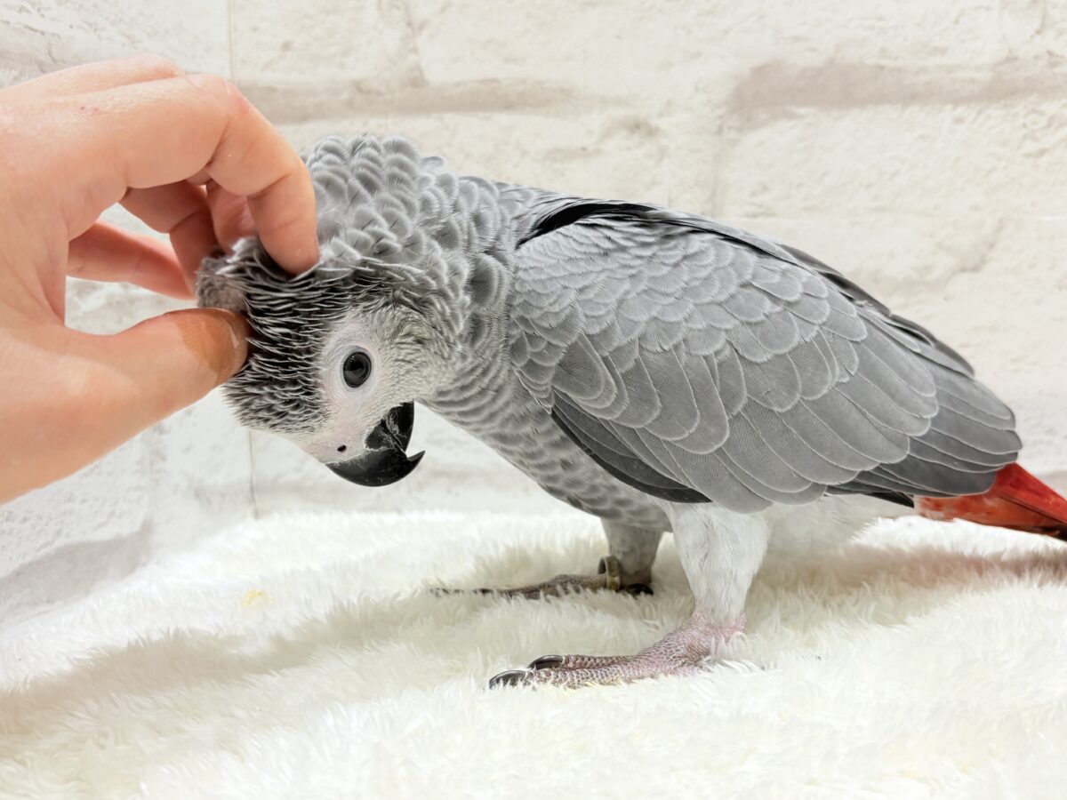 【動画更新🪄】甘々ちゃんにメロメロになる準備出来てますか?💝ヨウム(女の子) ヨウム