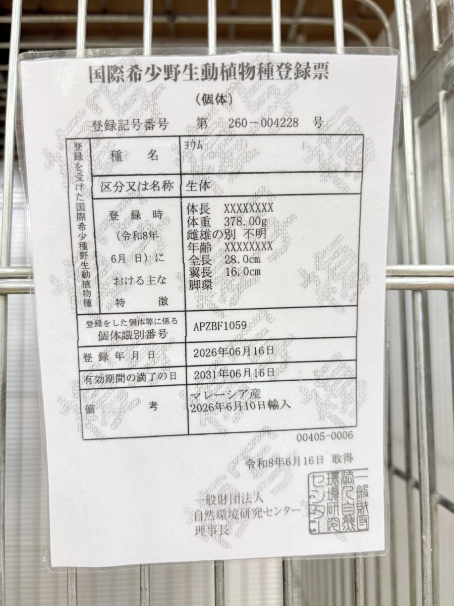 【動画更新🪄】甘々ちゃんにメロメロになる準備出来てますか?💝ヨウム(女の子) ヨウム