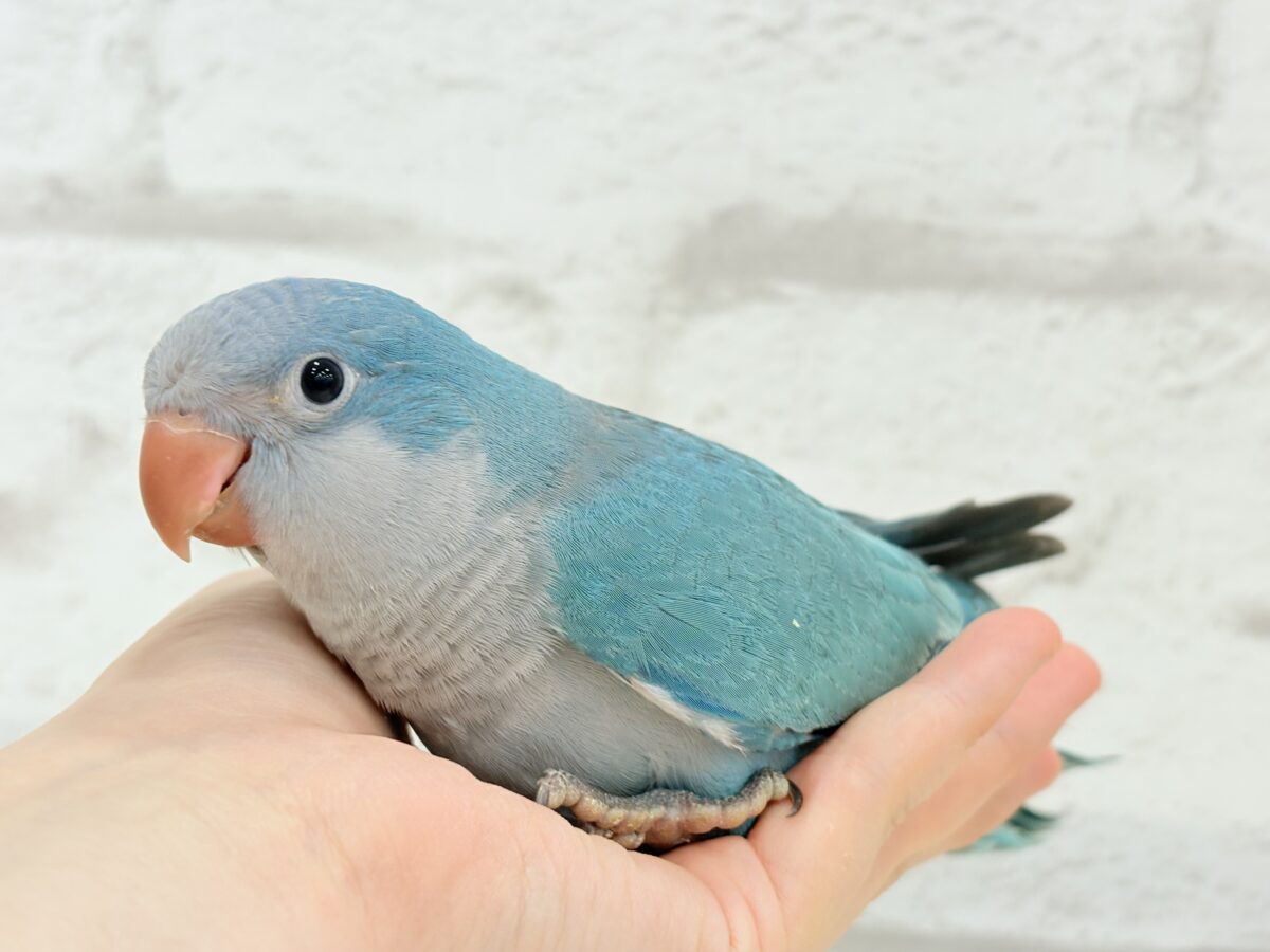 【最新画像更新🪄】これからの未来がわくわくっ♬*°オキナインコ(ブルー) ヒナ オキナインコ