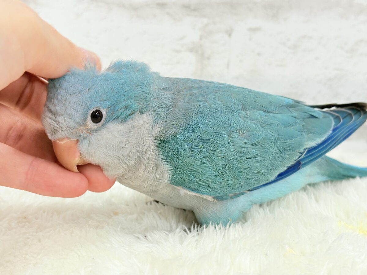 【最新画像更新🪄】これからの未来がわくわくっ♬*°オキナインコ(ブルー) ヒナ オキナインコ