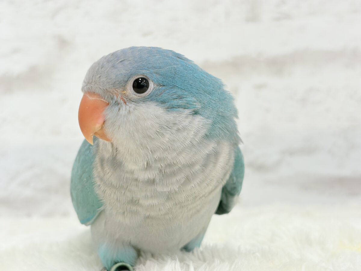【最新画像更新🪄】これからの未来がわくわくっ♬*°オキナインコ(ブルー) ヒナ オキナインコ