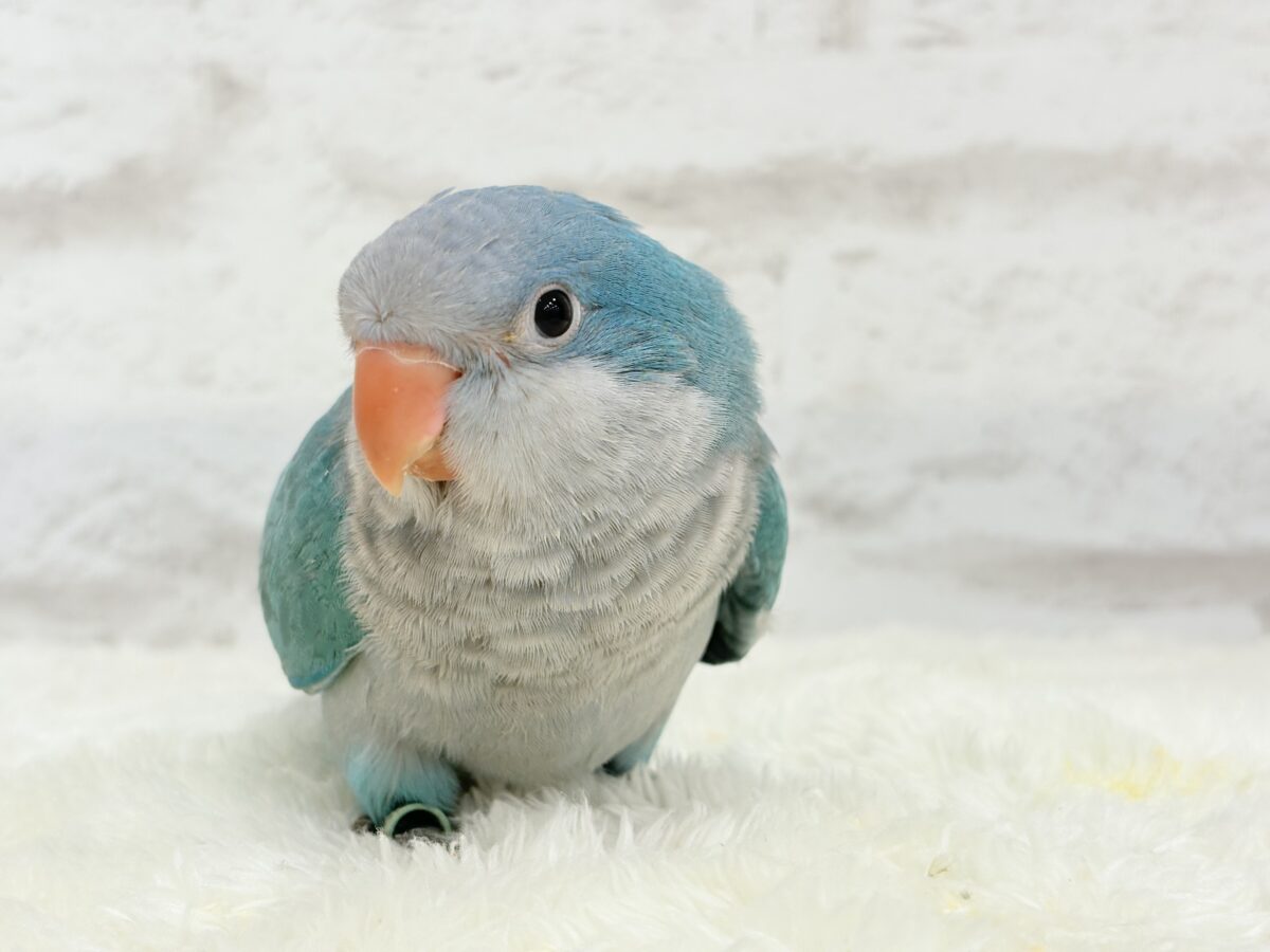 【最新画像更新🪄】これからの未来がわくわくっ♬*°オキナインコ(ブルー) ヒナ オキナインコ