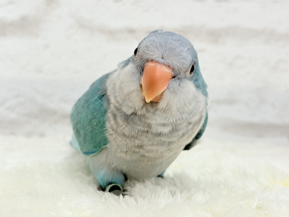 【最新画像更新🪄】これからの未来がわくわくっ♬*°オキナインコ(ブルー) ヒナ オキナインコ