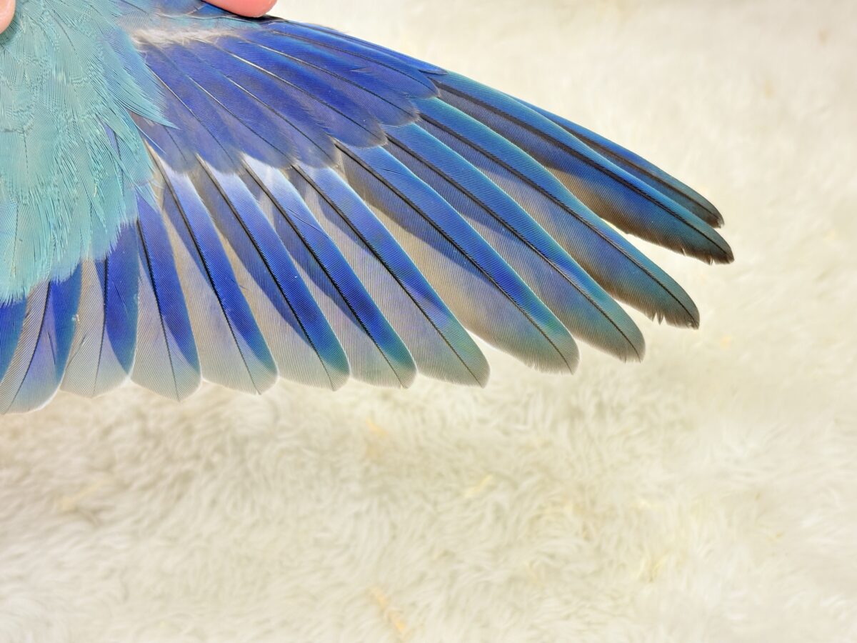 【最新画像更新🪄】これからの未来がわくわくっ♬*°オキナインコ(ブルー) ヒナ オキナインコ