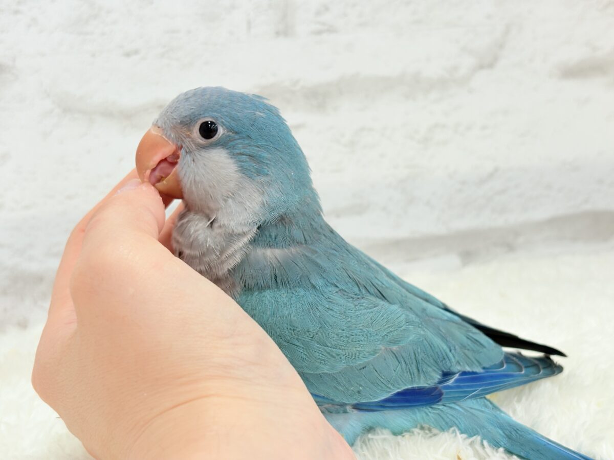 【最新画像更新🪄】これからの未来がわくわくっ♬*°オキナインコ(ブルー) ヒナ オキナインコ