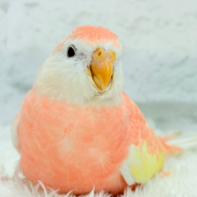 何層にも魅力が詰まってます🐥💝アキクサインコ(ルビノー) ヒナ