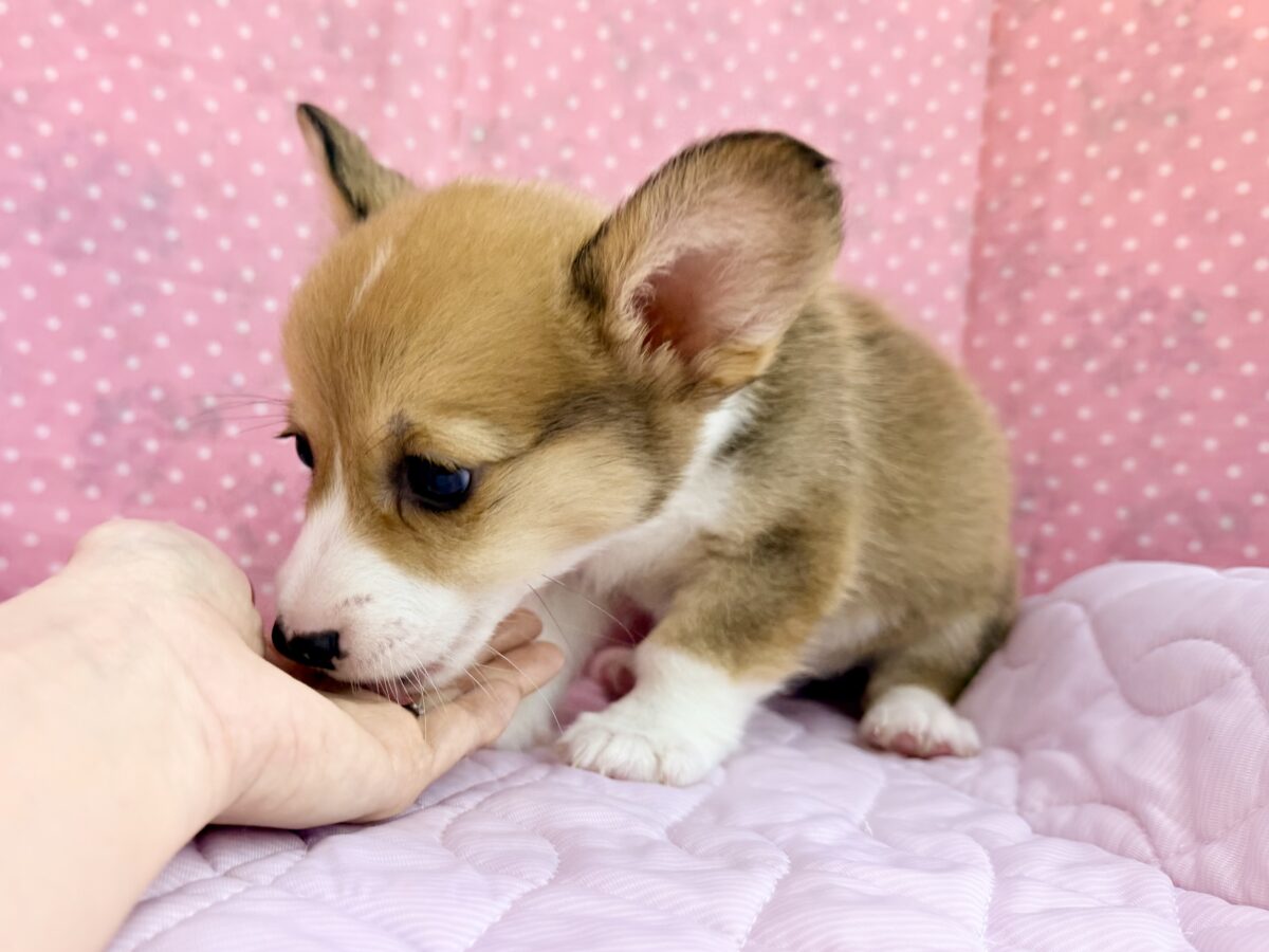 最新画像更新✨美人さん降臨💗💗おてんば娘のハッピーGirl💕コーギーの女の子登場〜🐶🐾 ウェルシュコーギー・ペンブローグ