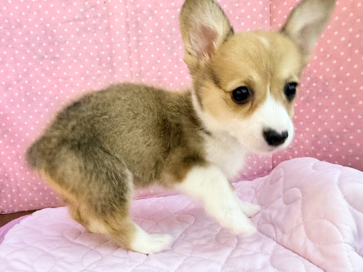 最新画像更新✨美人さん降臨💗💗おてんば娘のハッピーGirl💕コーギーの女の子登場〜🐶🐾 ウェルシュコーギー・ペンブローグ
