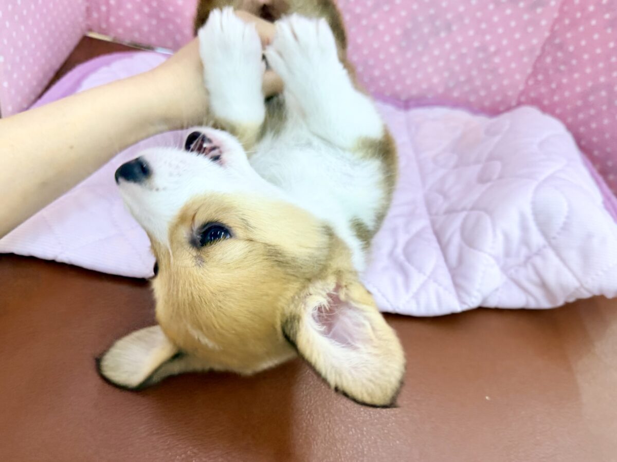 最新画像更新✨美人さん降臨💗💗おてんば娘のハッピーGirl💕コーギーの女の子登場〜🐶🐾 ウェルシュコーギー・ペンブローグ