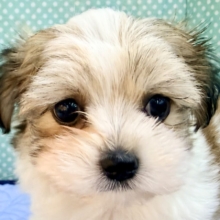 困り顔で母性本能くすぐられる〜🫠💗ハーフ犬(チワワ×マルチーズ)の男の子入荷しました❤️