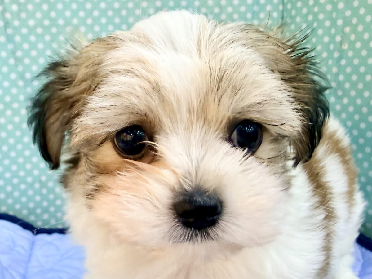 困り顔で母性本能くすぐられる〜🫠💗ハーフ犬(チワワ×マルチーズ)の男の子入荷しました❤️