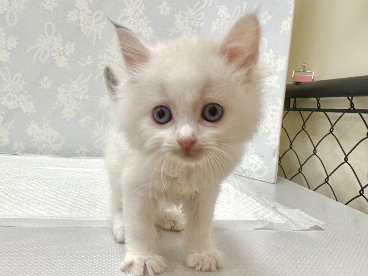 超レア꒰ ୨୧ ꒱ネヴァマスカレード男の子 ネヴァマスカレード