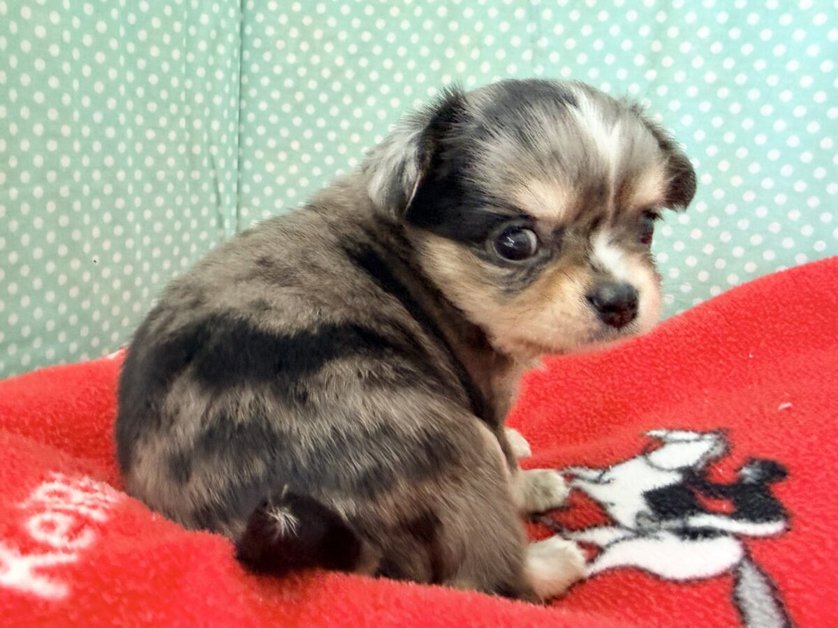 毛量みっちりムチムチボディーのハーフ犬(チワワ×kダックス)男の子入荷しました❤️ チワックス