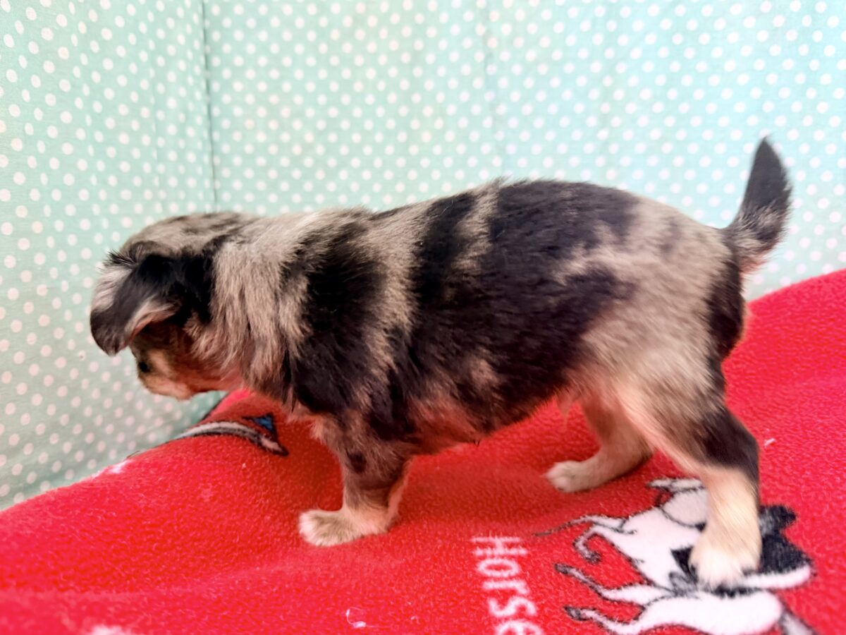 毛量みっちりムチムチボディーのハーフ犬(チワワ×kダックス)男の子入荷しました❤️ チワックス