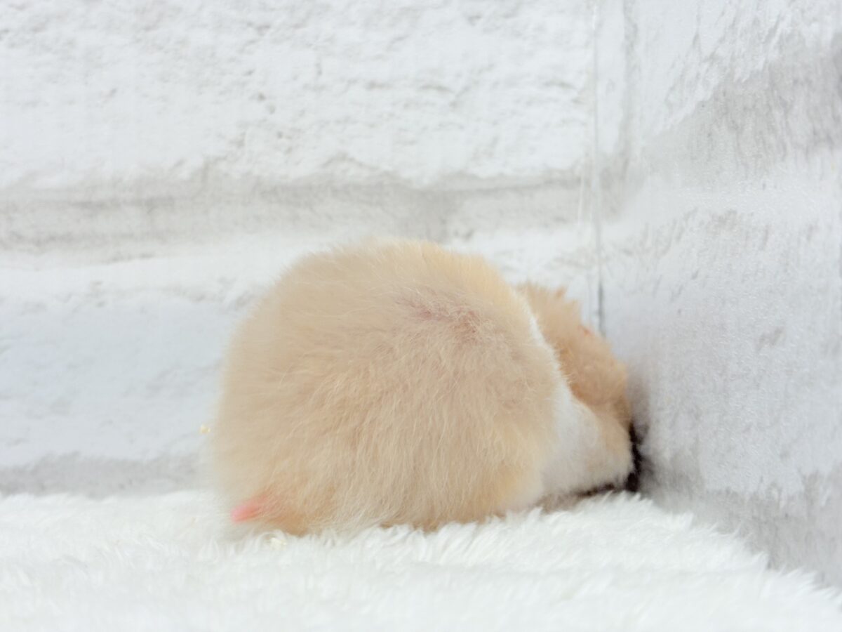 ふわふわ淡カラー🐹🫧トリコロールハムスター(女の子) ゴールデンハムスター