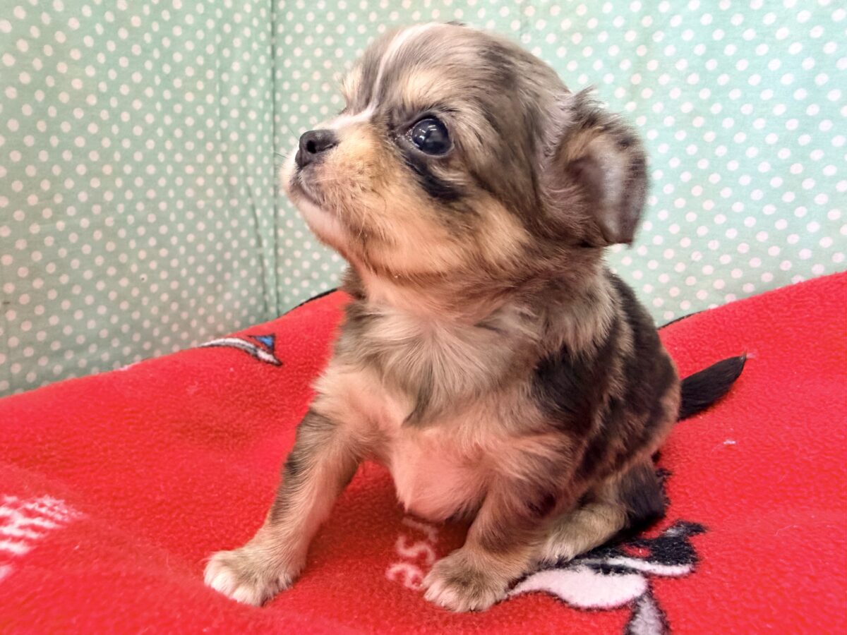 毛量みっちりムチムチボディーのハーフ犬(チワワ×kダックス)男の子入荷しました❤️ チワックス