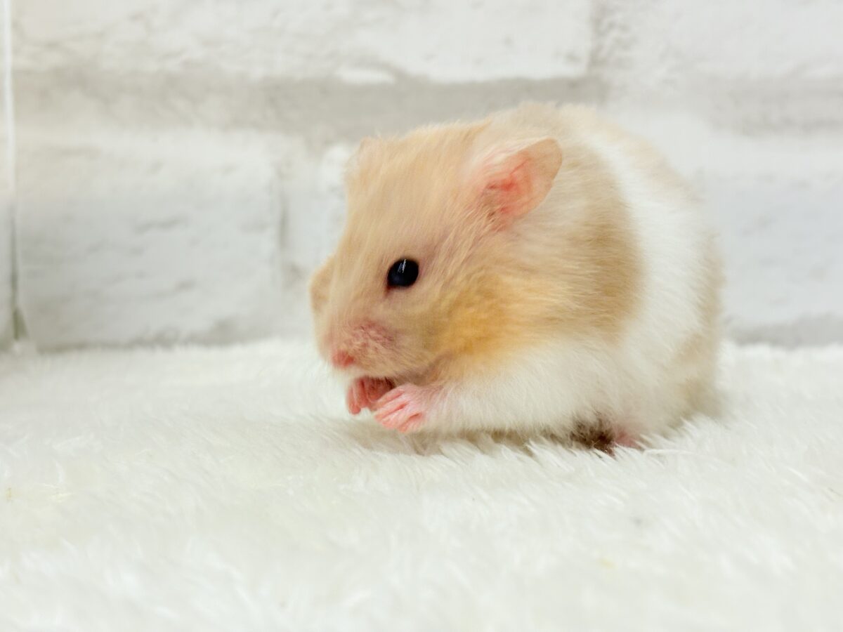 ふわふわ淡カラー🐹🫧トリコロールハムスター(女の子) ゴールデンハムスター